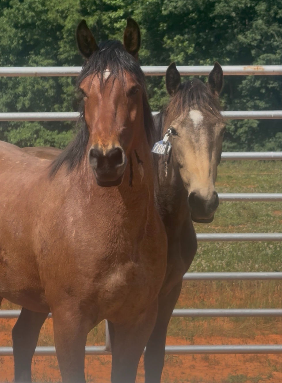 Welcome Home to Lucky Oak Ridge Ranch