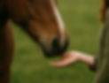 unbridled wild horse touching hand_edited.jpg