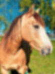 Sundance-Kid-Mustang.JPG