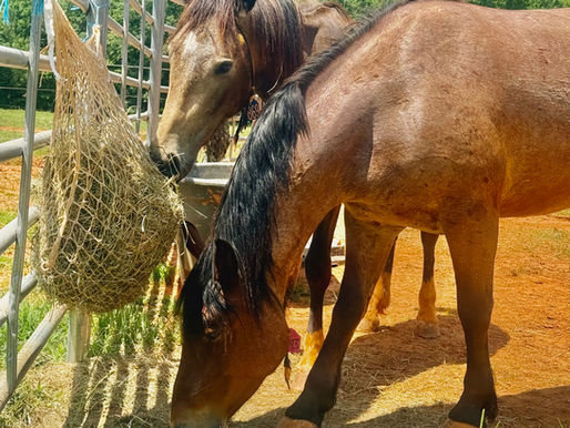 two wild mustangs eating