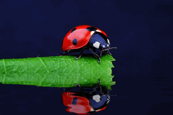ladybug-23.gif
