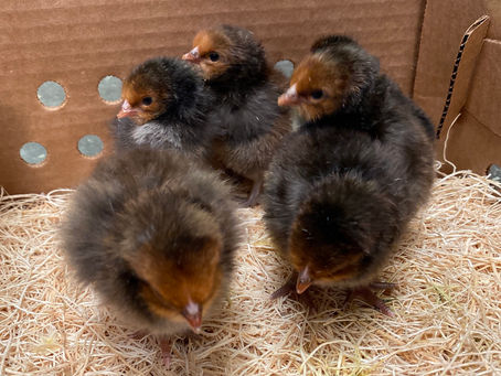 What is your favorite breed?