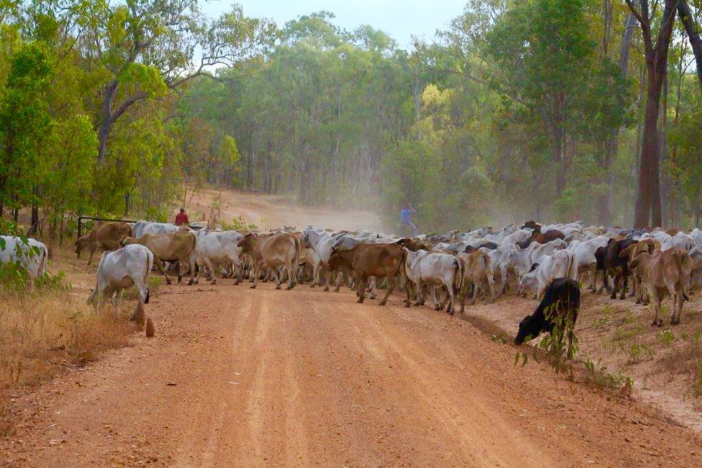 Muster and move .... Bolwarra Station