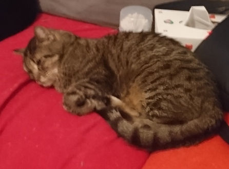 Frimousse 10.3.19 2.JPG