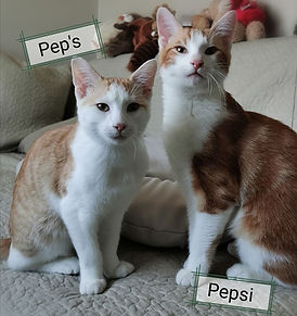 Pep's et Pepsi 2.jpg