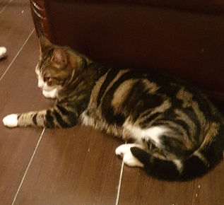 choupette 31.8.19.jpg