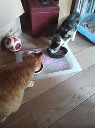 Daisy et son pote 6.8.19 1.jpg