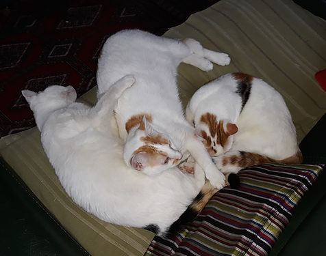20181126_150250.jpg