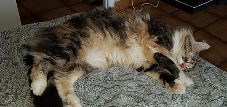 Canaille er Orlinda 6.2.19 2.jpg