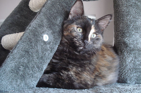 Olly Cookie 10.12.18 2.jpg