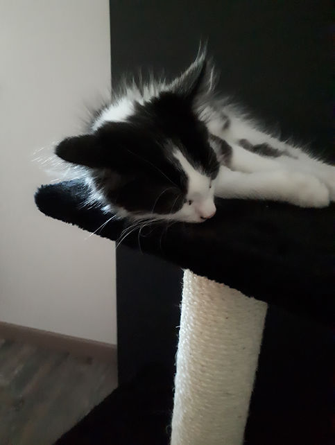 Picolo 2.7.19.jpg