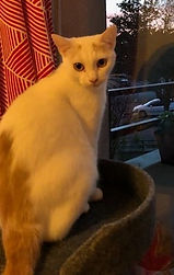 Nala 12.9.19.jpg