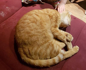 Tigrou 18.11.19.jpg
