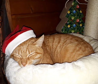 Foxy 26.12.19.jpg