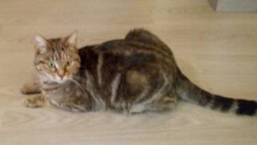 praline 27.11.19.jpg