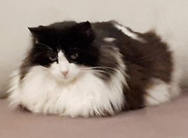 Cachou 17.3.19 1.jpg