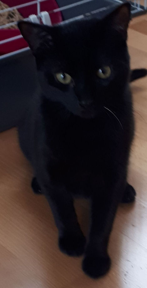 Resized_20190427_224954_7741001.jpeg