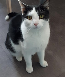 Filou 16.2.19 1.jpeg