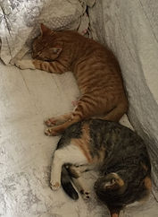 Patapouf et Pouchka 6.9 17.7.jpg