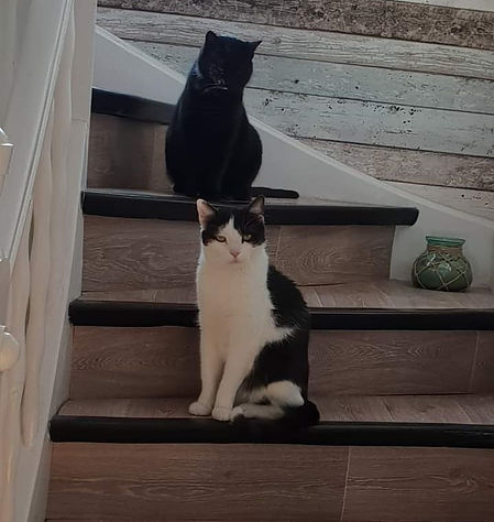 Filou et Noiraude 6.2.19.jpg