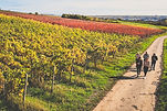 Schlenderweinprobe