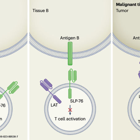 Judith and Philip give their view on Majzner Lab´s paper in Nature Cancer