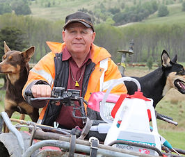 Working Kelpie, Working Kelpies, Kelpies