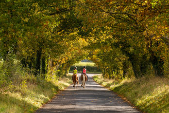 Wiltshire Avenue Autumn.jpg
