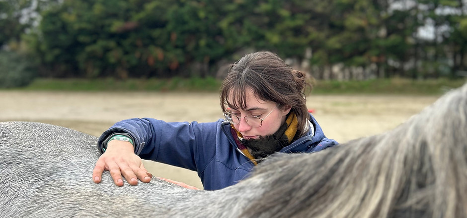 séance d'ostéopathie animale sur un cheval à Saint-Aubin sur Mer