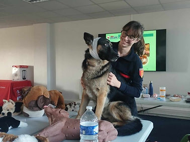 bandage tête / oreille chien