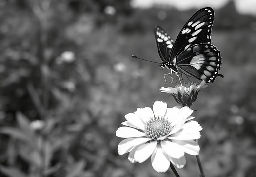 black and white natuer image with butterfly on a flower to the right of the frame and natu