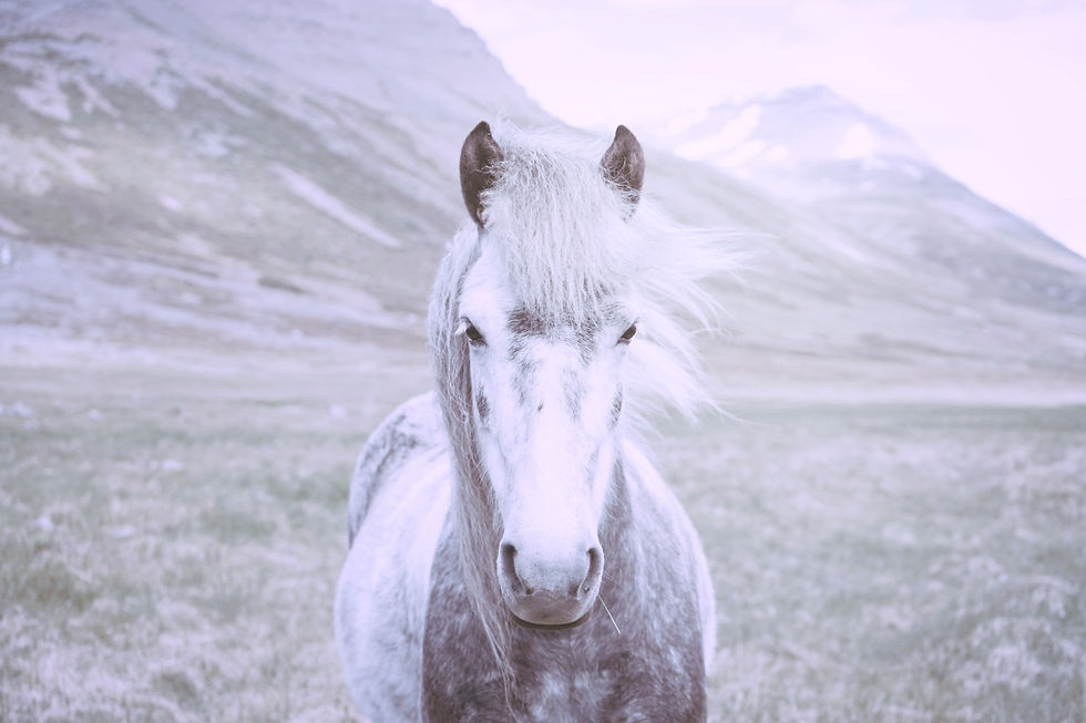 oscar-nilsson-288761-unsplash_edited