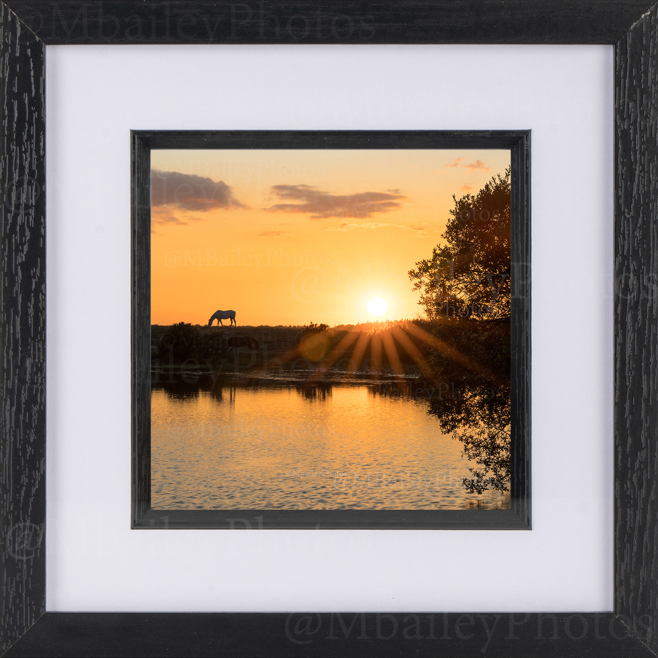 Sunset Serenity at Hatchet’s Pond with Grazing Horses