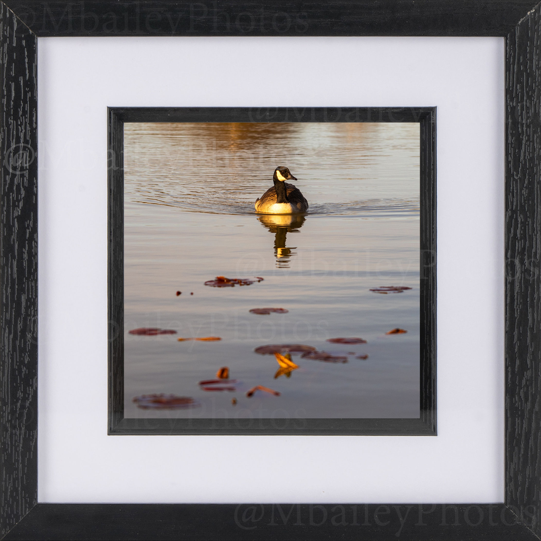 This image captures a serene scene of a lone Canada goose gliding across the calm waters of Hatchet Pond at sunset. The warm,