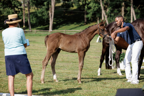 PURPLE HORSE DESIGNS QUANTICO HR-2839.jpg