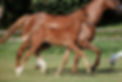 PURPLE HORSE DESIGNS QUANTICO HR-2397.jpg