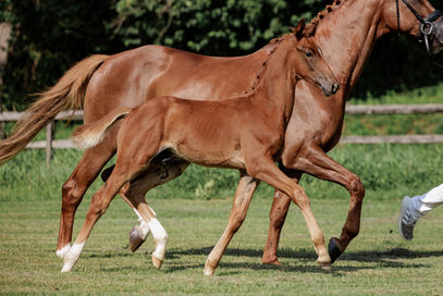 PURPLE HORSE DESIGNS QUANTICO HR-2397.jpg