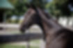 PURPLE HORSE DESIGNS QUANTICO AHS24-6750.jpg