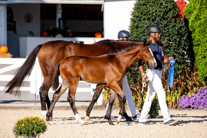 PURPLE HORSE DESIGNS DRESSAGE AT DEVON ALSTON SM-7775.jpg