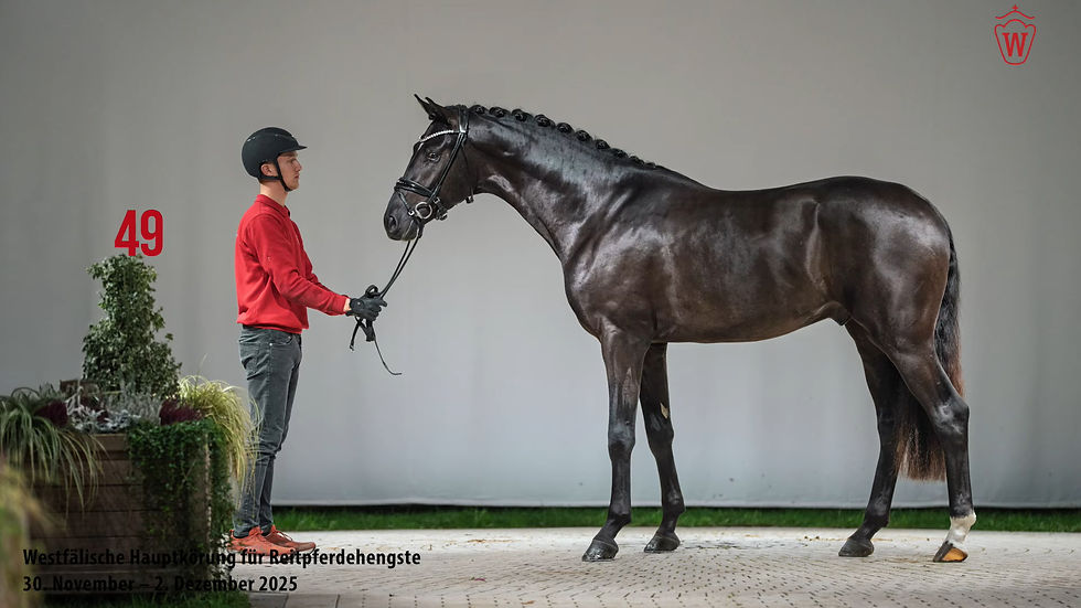So Magic Named Siegerhengst in Westphalia, to stand at Klosterhof Medingen