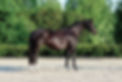 Rhosemary-May2019-Conformation001highres.jpg