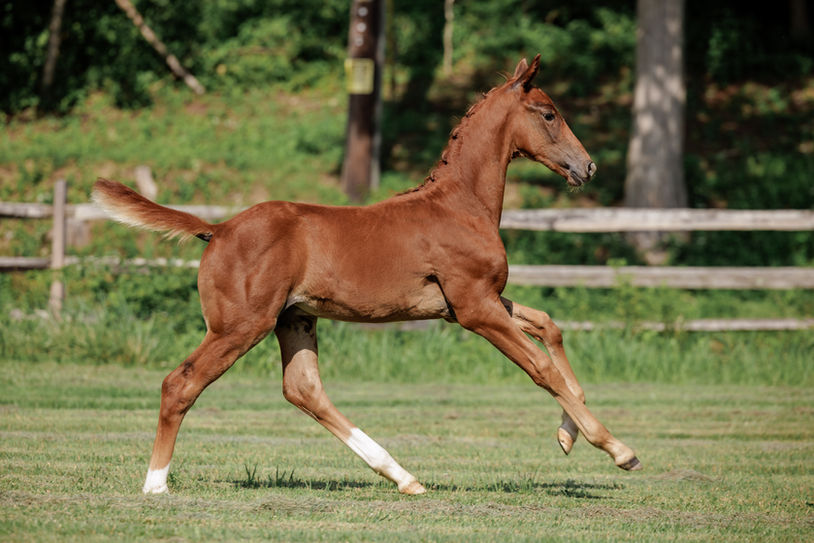 PURPLE HORSE DESIGNS QUANTICO HR-2551.jpg