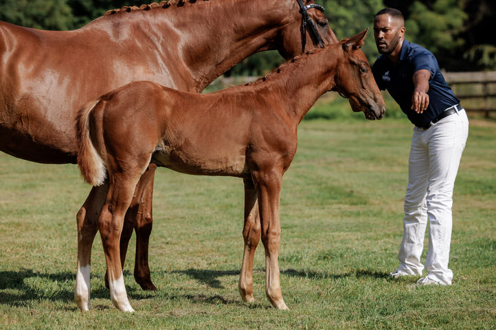 PURPLE HORSE DESIGNS QUANTICO HR-2704.jpg