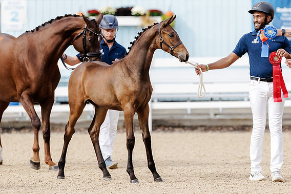 PHD DAD25 ALSTON SM-09846.jpg