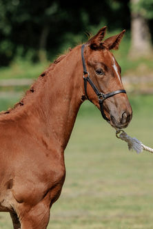 PURPLE HORSE DESIGNS QUANTICO HR-2302 cropped.jpg