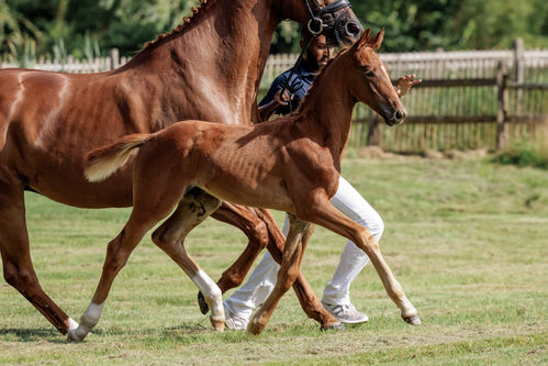 PURPLE HORSE DESIGNS QUANTICO HR-2590.jpg