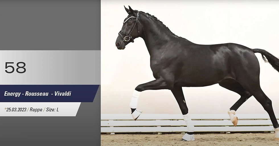 First Looks: Oldenburg Stallion Days 2025