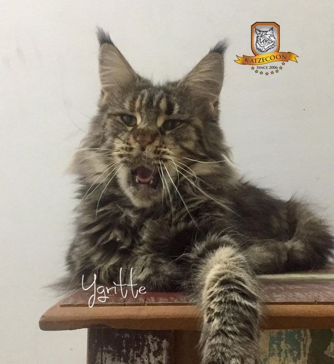 Ygritte