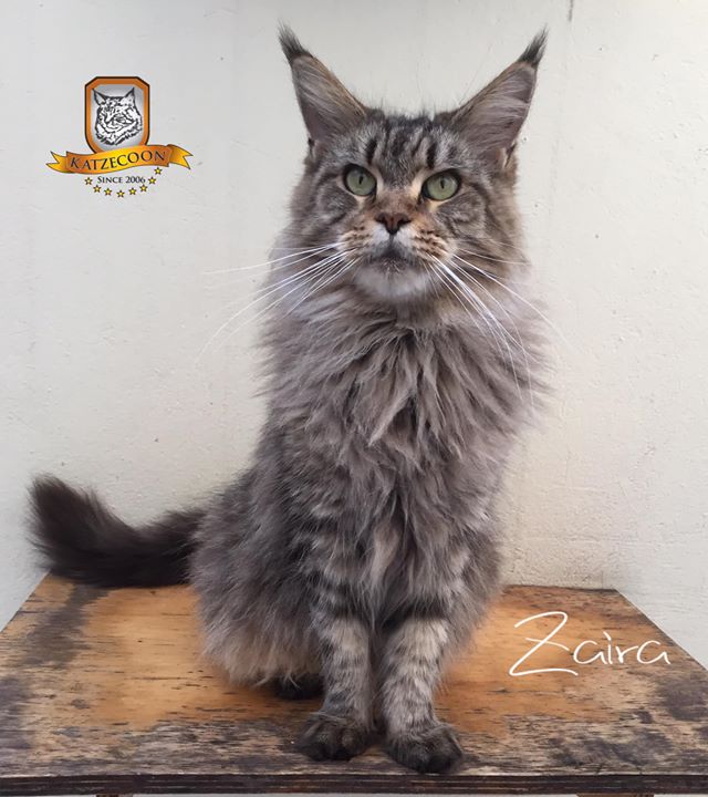 Zaira - 5 anos
