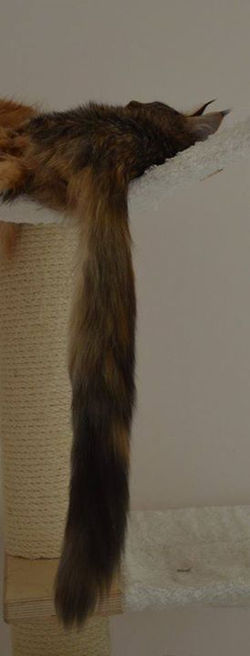 Sweetie - looong tail!!!